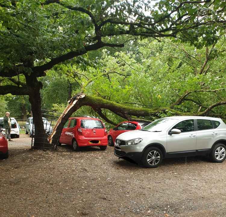 The tree landed onto cars in Kingston Gate car park