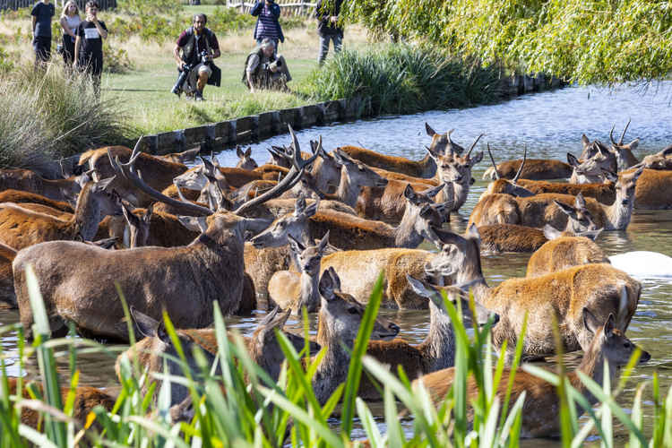 People have been told to keep a 50m distance from the wild deer. Photo by cathycooper.photography