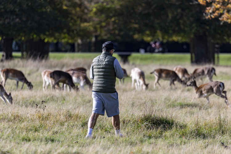 A man gets too close in Bushy Park. (cathycooper.photography)