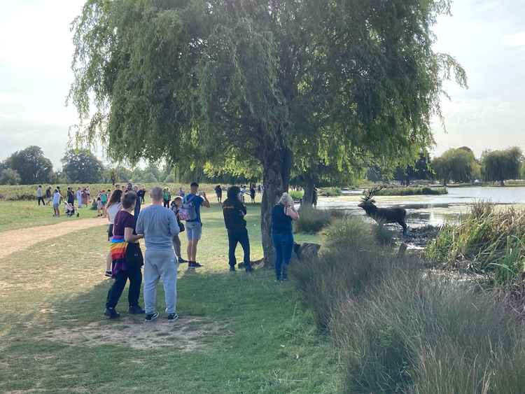 Another Stephen Darlington photo of people encroaching on a stag