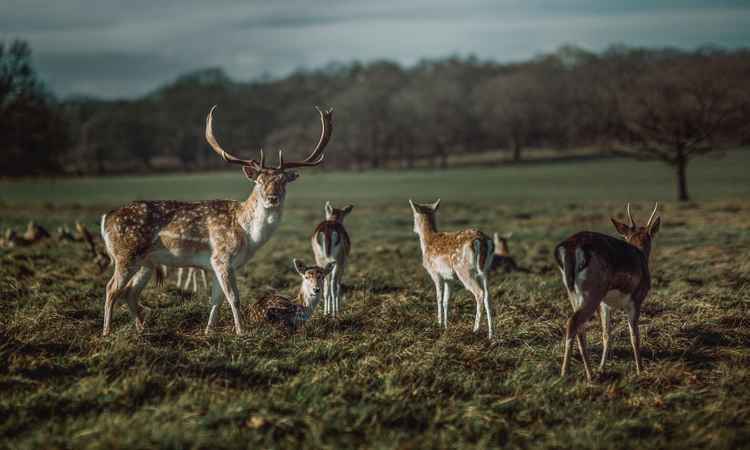 A family of deer in Richmond Park. Photo by Zoltan Tasi of Unsplash