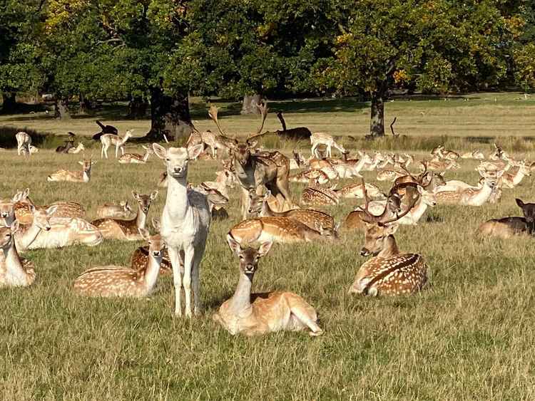 Royal Parks Police told owners to keep their dogs under control or on a lead