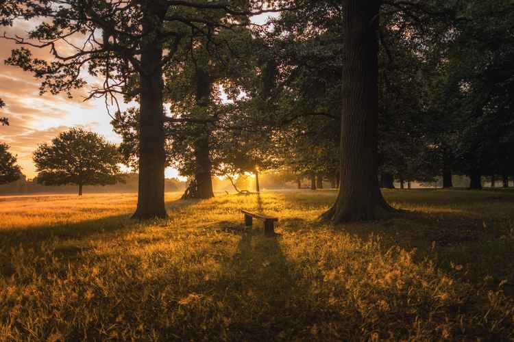 Richmond Park photographed by Simon Wilkes of Unsplash