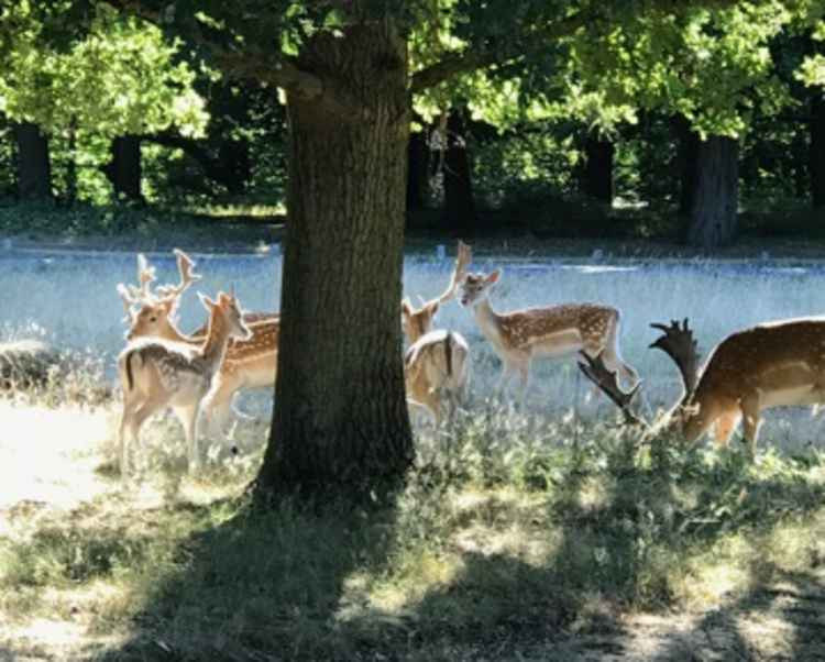 How cute is this family of deer?