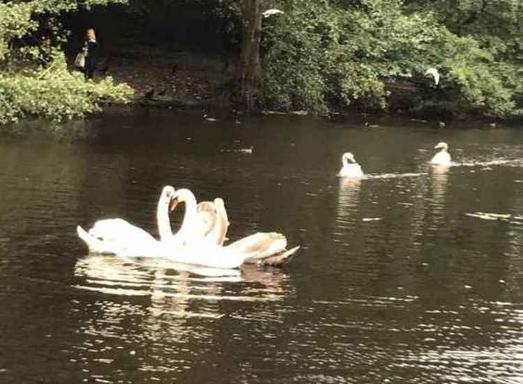 Swans reunited