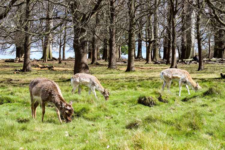 The deer cull takes place in February and November