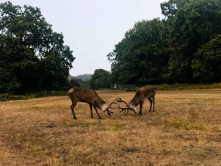 Two stags clashing