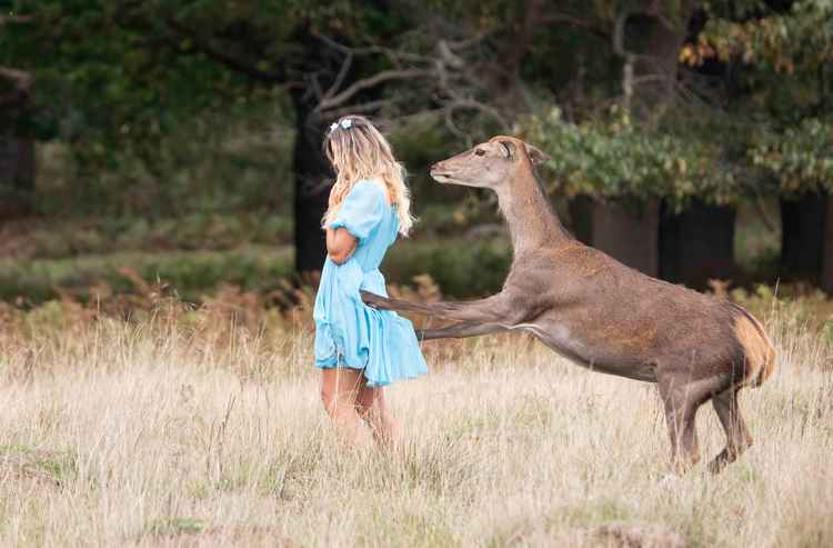 Deer jumping up at a woman in Richmond Park