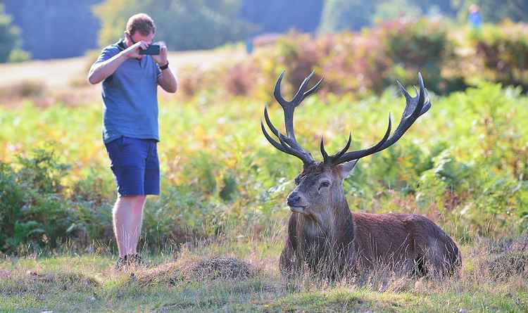 A photographer gets far too close to a stag. Credit Steve Fenton