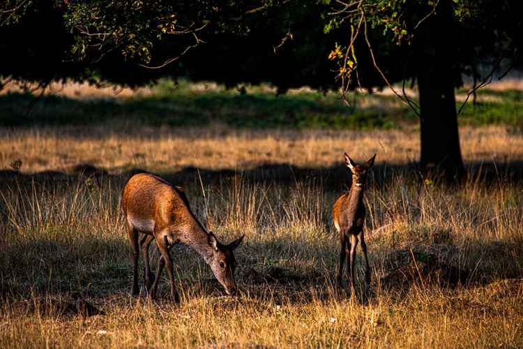 Deer in the park pictured by Susi Petherick