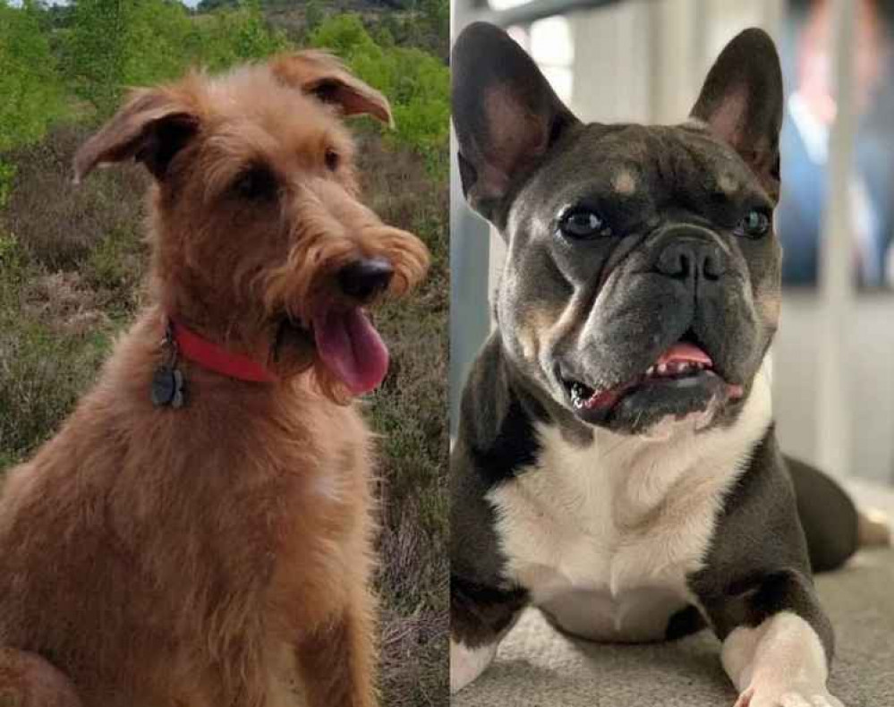 Pip, an Irish Terrier, and Vinnie, a French Bulldog