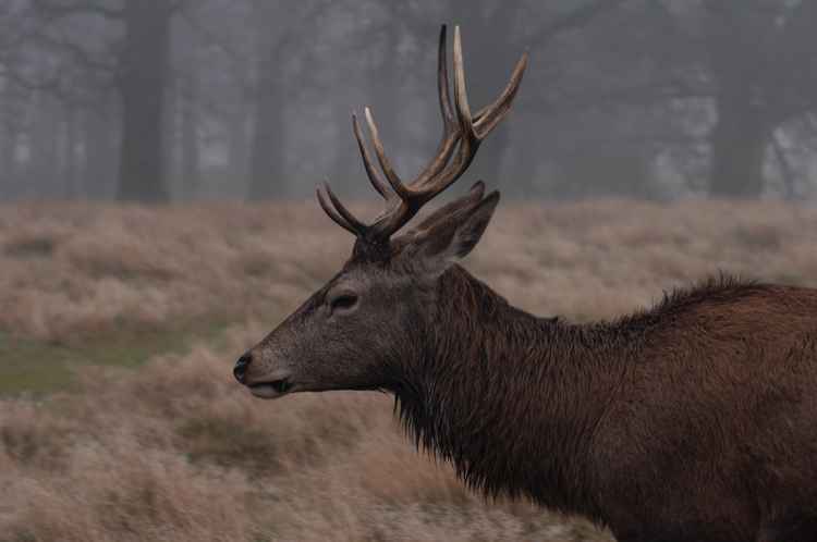 One of the red deers in Richmond Park. Photo by Zahrin Lukman of Unsplash