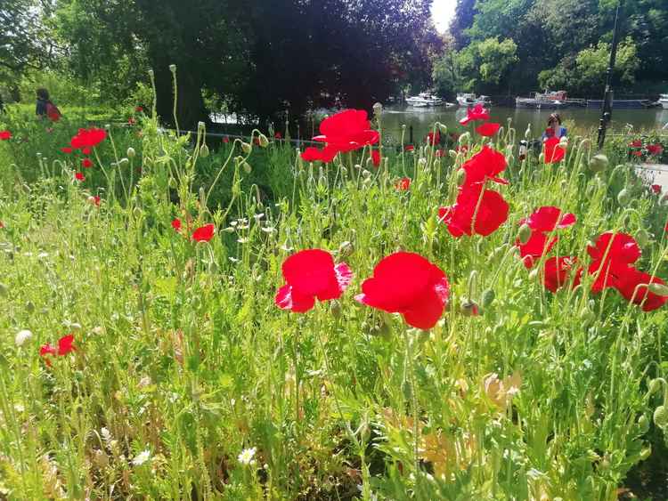 Poppies were grown at the Three Pigeons Plot