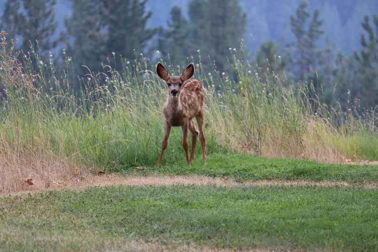 Four deer have been killed by dogs in Richmond Park since March