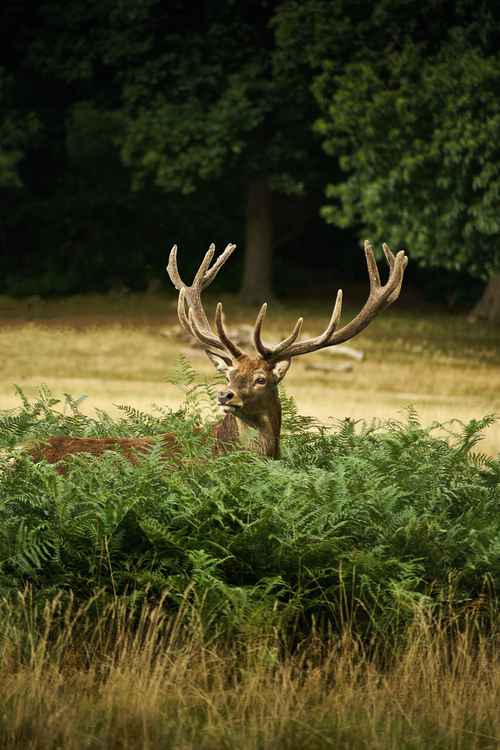 Brown deer in the bracken