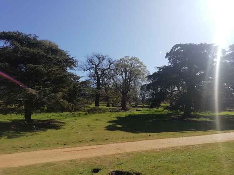 Trees up from the gravel path after entering at Petersham Gate