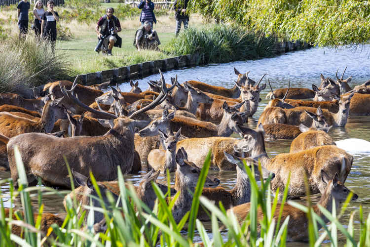 Royal Parks repeatedly warns against getting too close to deer. Photo by cathycooper.photography