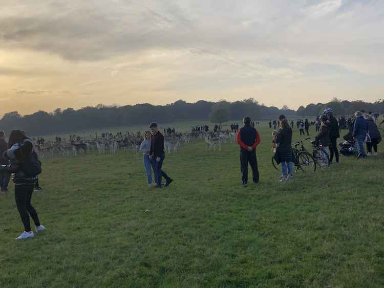 Visitors surround deer in one of the fields off Sawyer's Hill