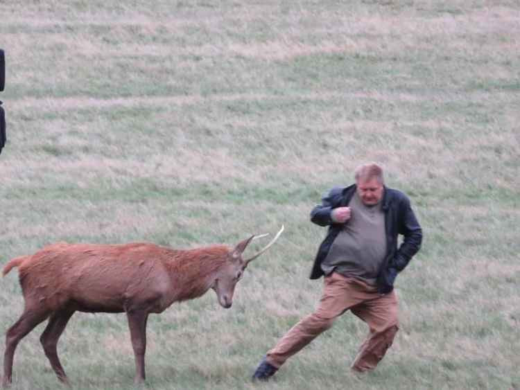 Man evades a deer after getting within feet of the wild animal