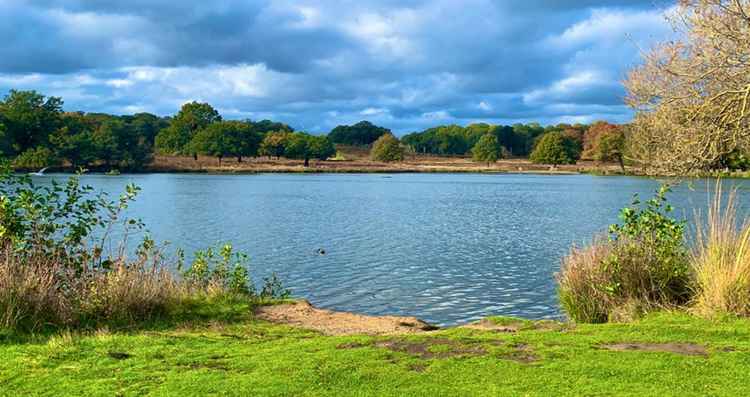 One of the bodies of water in Richmond Park by @neelam_k3