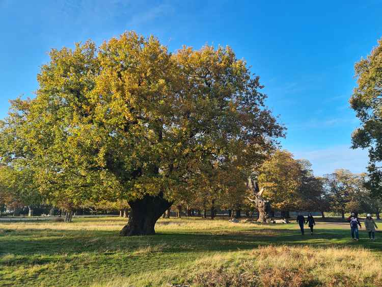 Recently we've reported in depth on Richmond Park