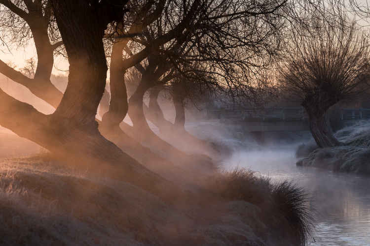 January main calendar image: Beverley Brooks willows ©Cath Gothard www.cathgothard.com