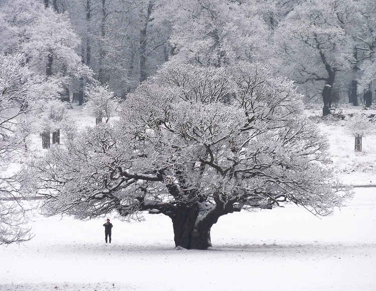 December: oak ©Diana Loch