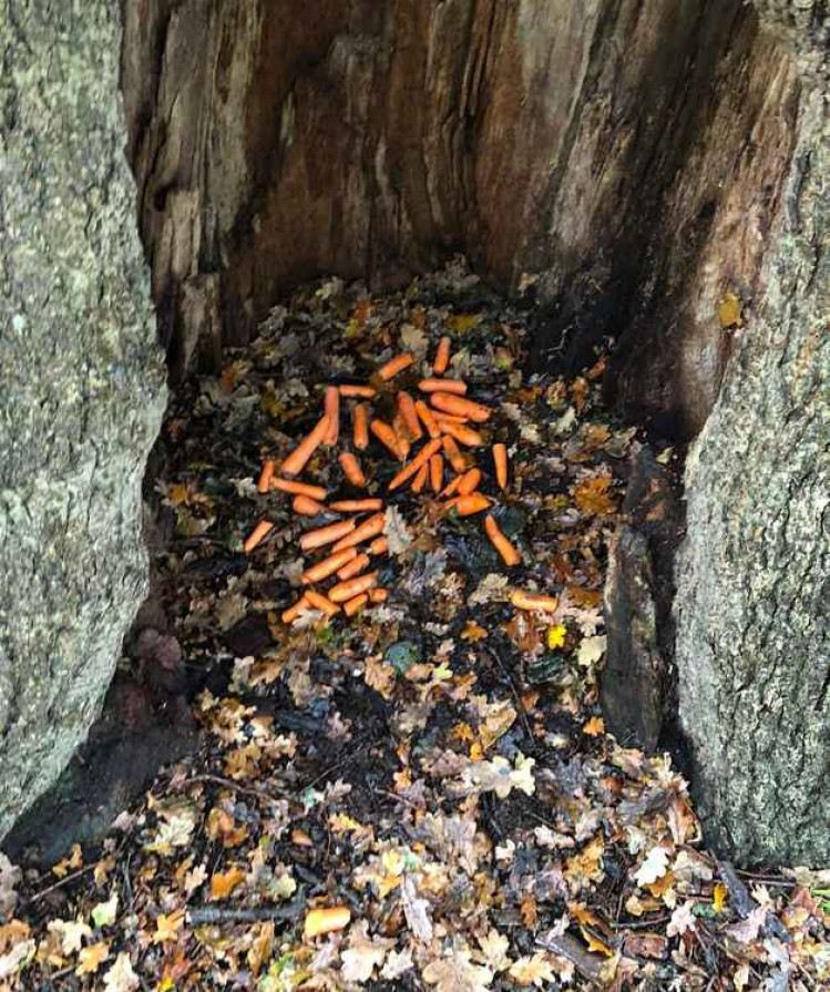 Carrots left in the trunk of a tree