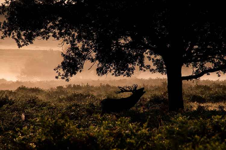 A bellowing deer by Susi Petherick