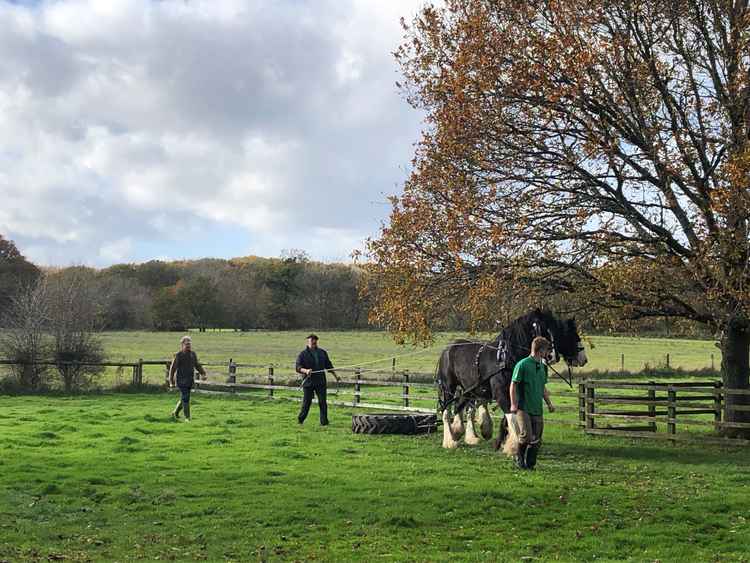 Richmond Park shire horses