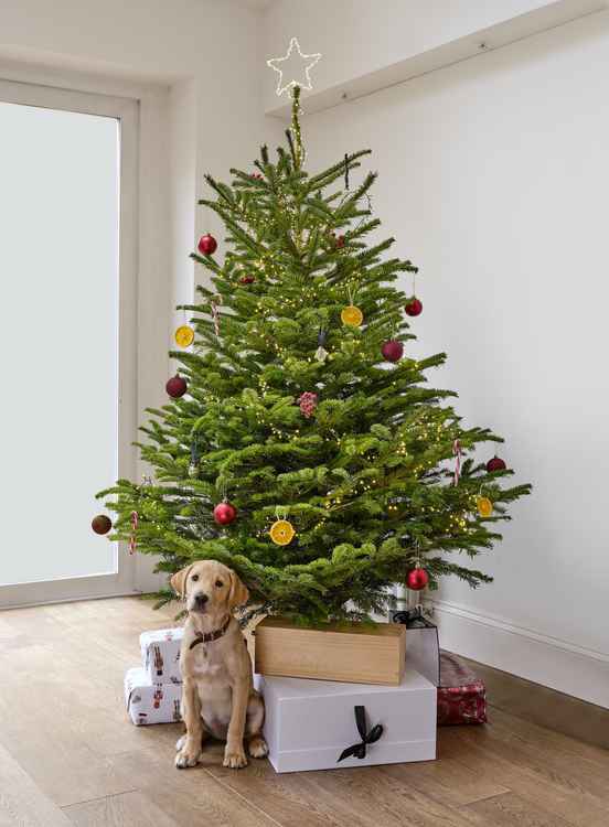 Milo the labrador with a beautiful Green Elf Christmas tree