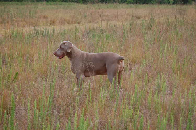 Weimaraner were bred to hunt in the 19th century. Photo courtesy of Mdurovic/ Wikipedia Commons