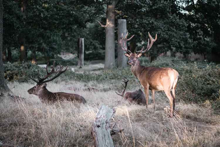 Deer in Richmond Park