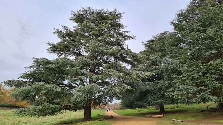 Stunning all year round - Richmond Park