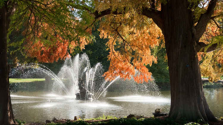 Autumn colour at Kew Gardens. Photo courtesy of RGB Kew