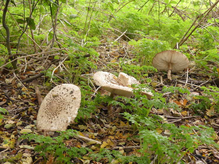 Giant fungi at Ham Lands