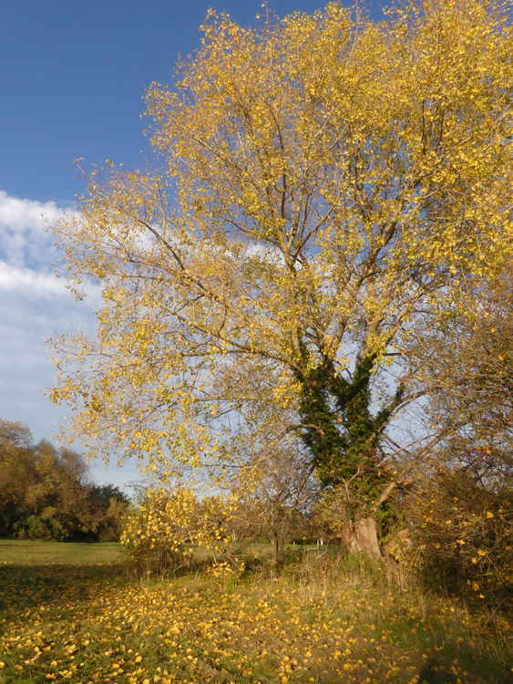 There are 46 different types of tree living on Ham Lands