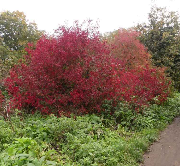 Volunteers and visitors have enjoyed some magnificent colours in the leaves and fruit this autumn