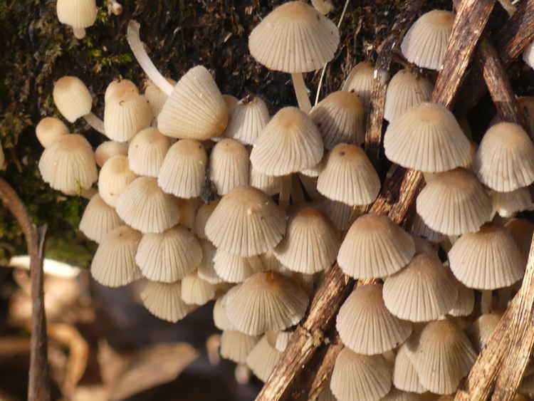 Close-up of a bunch of fungi