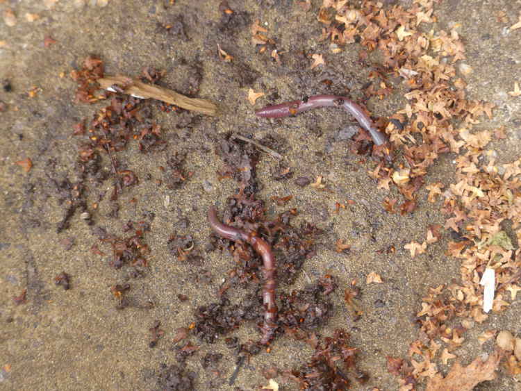 Did you know that worms breathe through their skin?