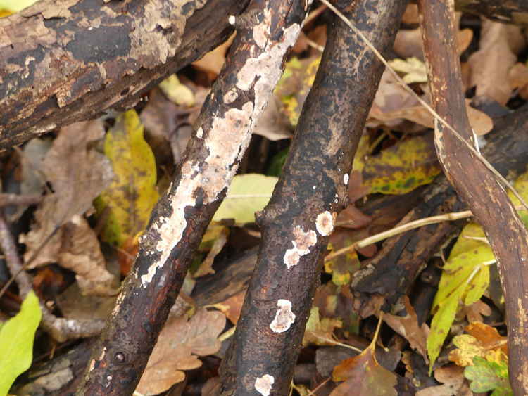 Hollows inside trees can provide an important space for invertebrates, mammals, birds and even reptiles