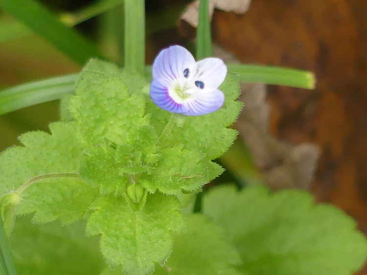 Tiny flowers have been popping up