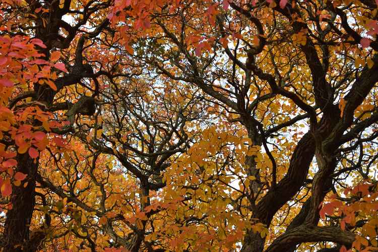 Kew in autumn. Photo courtesy of Ellen McHale © RBG Kew