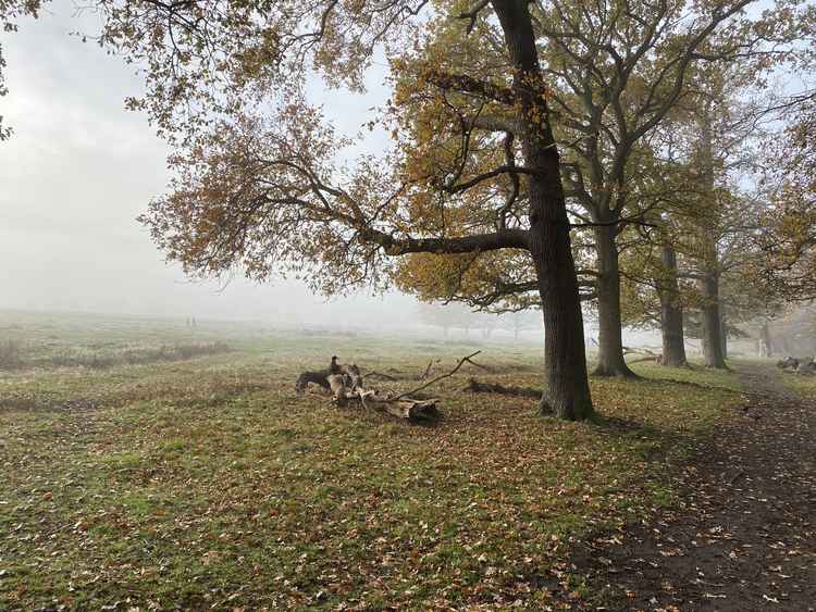 Back in Richmond Park, by the charity Richmond Good Neighbours