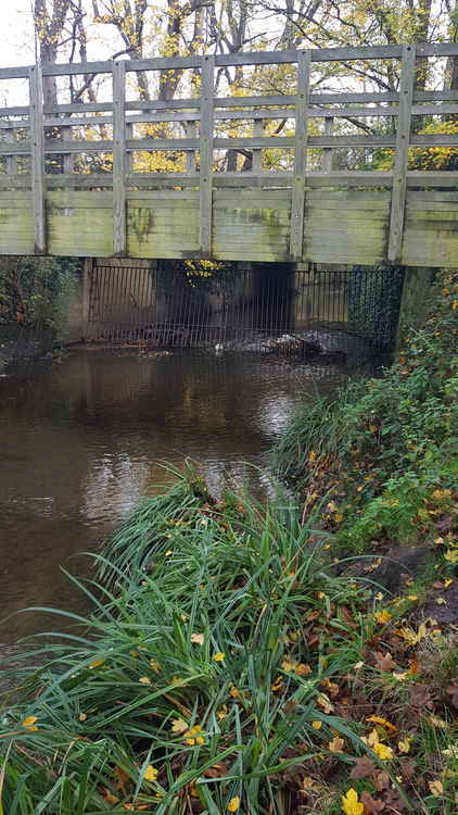 Location where Beverley Brook enters Richmond Park