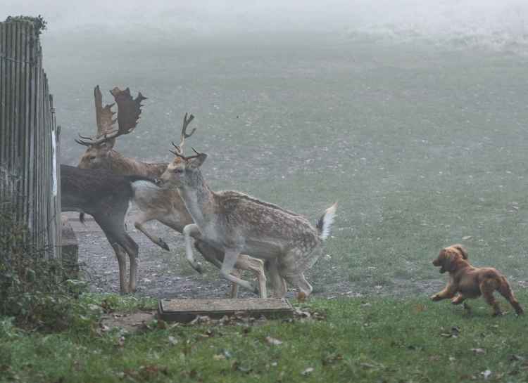 Frightened fallow deer run from young pup. Photo by Max Ellis