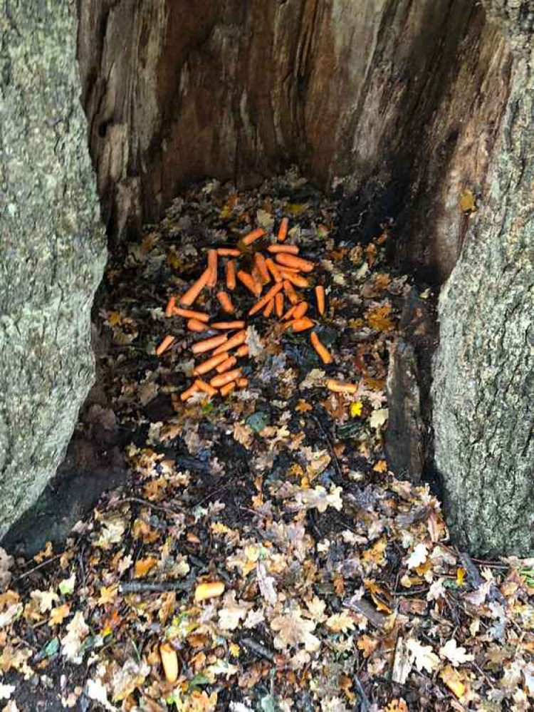 Some visitors mistakenly brought carrots to feed the deer