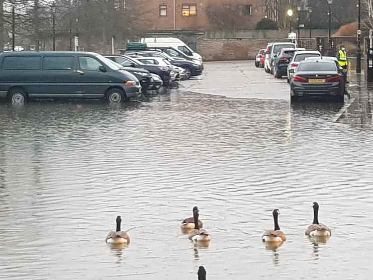 Geese swimming down the street by Adam Tarshis