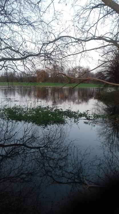 Old Deer Park near the Richmond Lock and Footbridge, by Debroah McGonigle