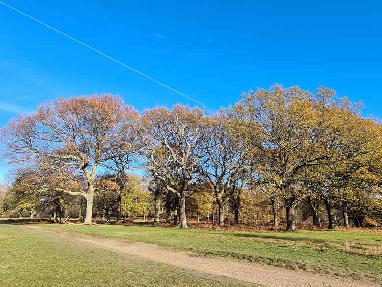 Royal Parks has asked for donations from the public